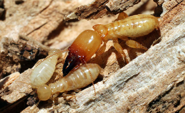 Termites