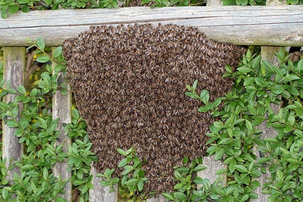 Bee removal