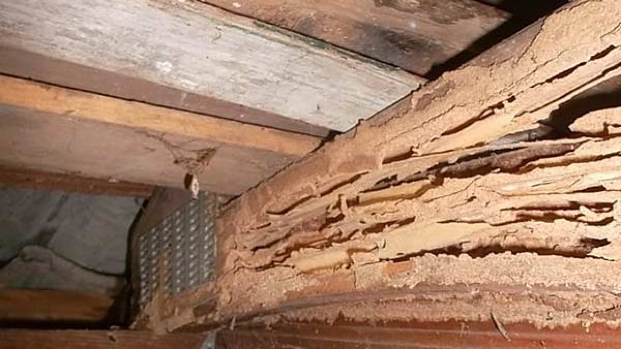 Termite damage Albury